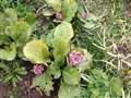 bergenia1 9-5-15.JPG